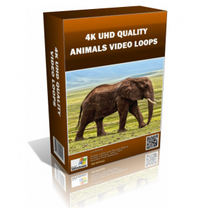 Animals 4K UHD Stock Video Pack