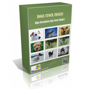 Dogs Stock Images