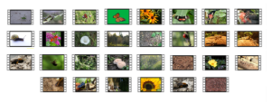 Insects 4K UHD Stock Videos