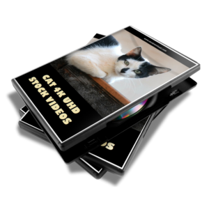 Cat 4K UHD Stock Video Pack