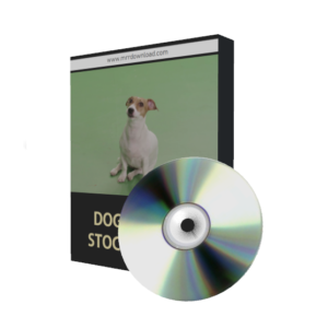 Dog Stock Videos