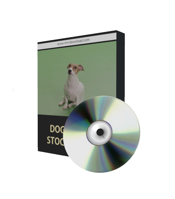 Dog Stock Videos